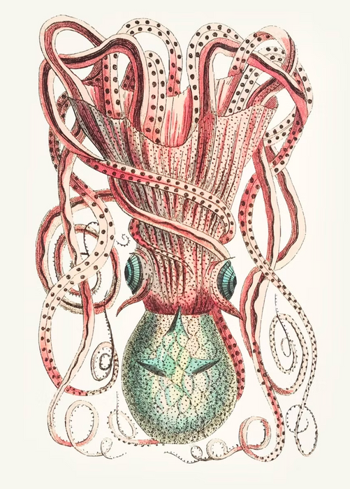 Vintage Octopus Art Print 1 (A1)