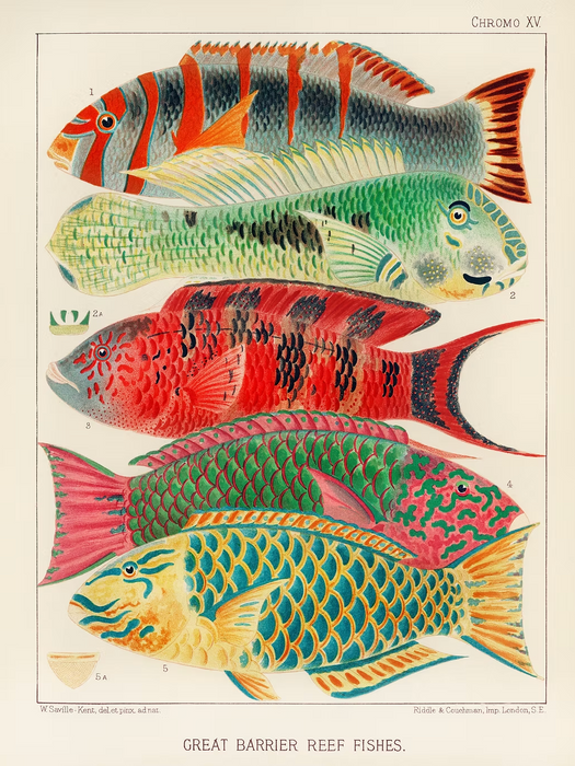 Great Barrier Reef Fishes Art Print (A1)