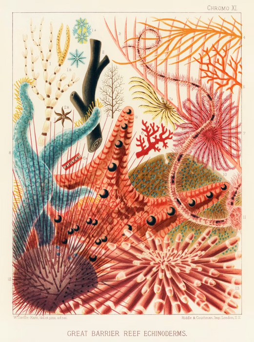 Great Barrier Reef Enchinoderms Art Print (A1)