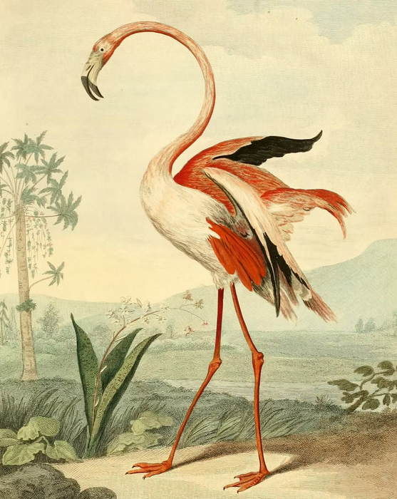 The Flamingo Art Print (A1)