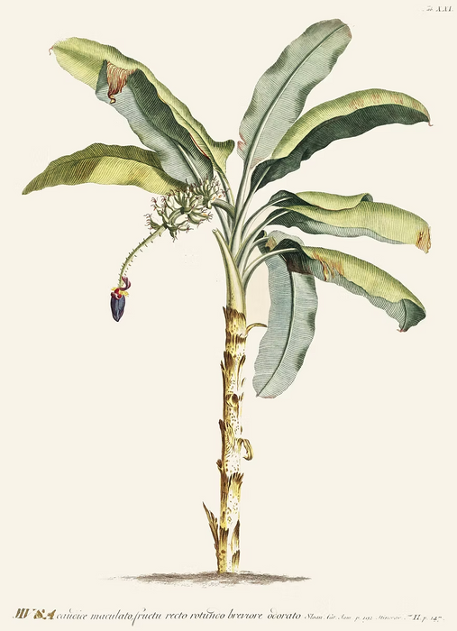 Musa I Art Print (A1)