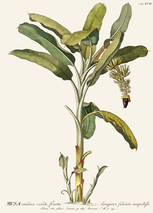 Musa II Art Print (A1)